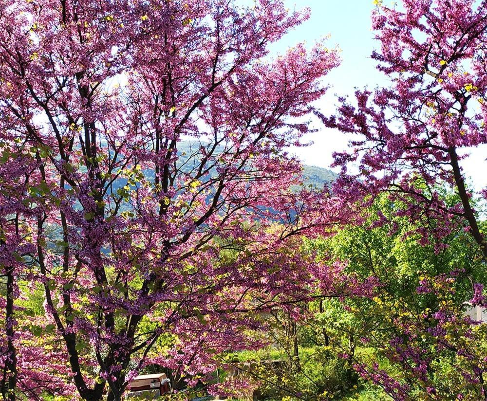 Agriturismo I Melograni Ferentillo Екстериор снимка